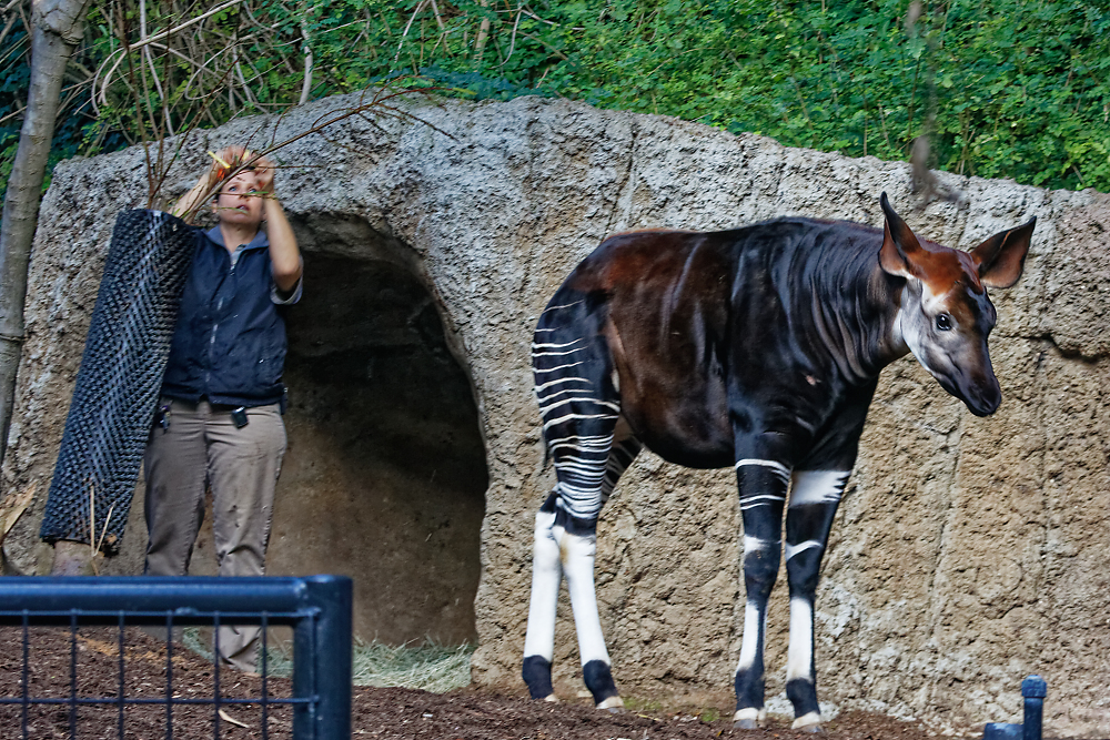 You are currently viewing 🐐 Discover the Best Petting Kraal Experiences in San Diego